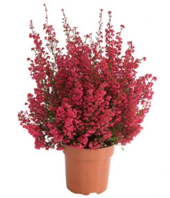 Beet- & Balkonset Heidenzauber, 6-teilig -Ubbink Verkäufe 8225542 WE FS 001 EricaGracilisRotErikaT12OWDehnerHerzig