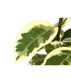 Gummibaum - Ficus Elastica, Verschiedene Sorten -Ubbink Verkäufe 8228603 PR DE 001 FicusElastica3erTuffT27panaschiertDehnerExpressHerzig