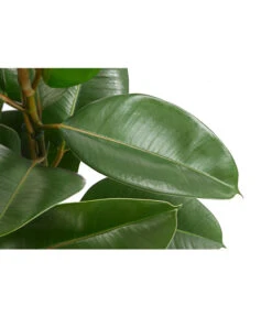 Gummibaum - Ficus Elastica, Verschiedene Sorten -Ubbink Verkäufe 8228603 PR DE 002 FicusElastica3erTuffT27gruenDehnerExpressHerzig