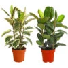 Gummibaum - Ficus Elastica, Verschiedene Sorten -Ubbink Verkäufe 8228603 PR FS 001 FicusElasticaMix3erTuffT27