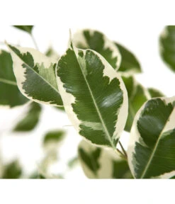 Birkenfeige - Ficus Benjamina 'Forever', Verschiedene Sorten 12 Birkenfeige - Ficus Benjamina 'Forever', Verschiedene Sorten -Ubbink Verkäufe 8229106 BildD 002 BirkenfeigeFicusForeverMixFicusForeverMix120