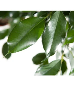 Birkenfeige - Ficus Benjamina 'Forever', Verschiedene Sorten 13 Birkenfeige - Ficus Benjamina 'Forever', Verschiedene Sorten -Ubbink Verkäufe 8229106 BildD 003 BirkenfeigeFicusForeverMixFicusForeverMix120