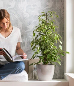 Birkenfeige - Ficus Benjamina 'Forever', Verschiedene Sorten 10 Birkenfeige - Ficus Benjamina 'Forever', Verschiedene Sorten -Ubbink Verkäufe 8229106 WE MO 001 BirkenfeigeFicusForeverMixT21