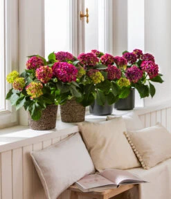 Dehner Jute-Korb Selin, Rund, Schwarz -Ubbink Verkäufe 8234429 4439196 4439204 4439212 WE MO 001 HortensieLila