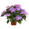 Hortensie - Hydrangea Macrophylla 'Tiffany' -Ubbink Verkäufe 8236648 PR FS 001 TiffanyHerzig