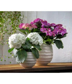 Hortensie - Hydrangea Macrophylla 'Tiffany' -Ubbink Verkäufe 8236648 WE MO 013 8233744 HydrangeamacrophyllaHortensieTiffanyHortensieMidi