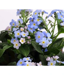 Vergissmeinnicht 'Myomark' -Ubbink Verkäufe 8244519 PR DE 001 MyosotisMyomarkT12DehnerExpressHerzig