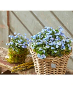 Vergissmeinnicht 'Myomark' -Ubbink Verkäufe 8244519 PR MO 001 MyosotisMyomarkBL2 5