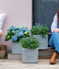 Vergissmeinnicht 'Myomark' -Ubbink Verkäufe 8244519 WE MO 001 Vergissmeinicht