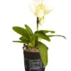 Frauenschuh - Paphiopedilum Complex Hybride 2 Frauenschuh - Paphiopedilum Complex Hybride -Ubbink Verkäufe 8251472 PR FS 001 PaphiopedilumCompWeissFrauenschuhT12DehnerExpressZS