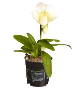 Frauenschuh - Paphiopedilum Complex Hybride