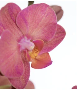 Schmetterlingsorchidee - Phalaenopsis Cultivars -Ubbink Verkäufe 8251555 PR DE 002 Phalaenopsis3TrieberSortenmixT12SchmetterlingsorchideeDehnerExpressZS