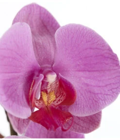 Schmetterlingsorchidee - Phalaenopsis Cultivars -Ubbink Verkäufe 8251555 PR DE 004 Phalaenopsis3TrieberSortenmixT12SchmetterlingsorchideeDehnerExpressZS