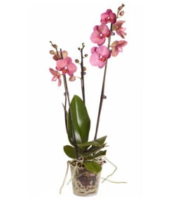 Schmetterlingsorchidee - Phalaenopsis Cultivars -Ubbink Verkäufe 8251555 PR FS 002 Phalaenopsis3TrieberSortenmixT12SchmetterlingsorchideeDehnerExpressZS