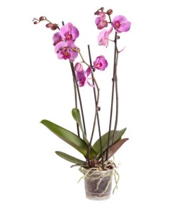 Schmetterlingsorchidee - Phalaenopsis Cultivars -Ubbink Verkäufe 8251555 PR FS 004 Phalaenopsis3TrieberSortenmixT12SchmetterlingsorchideeDehnerExpressZS