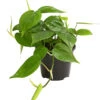 Baumfreund - Philodendron Scandens -Ubbink Verkäufe 8255101 WE FS 001 BaumfreundPhilodendronScandensT11DehnerExpressHerzig