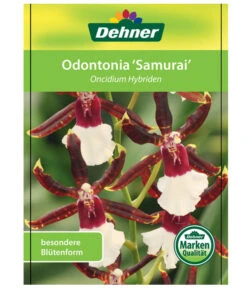 Odontonia-Orchidee - Odontonia Hybriden 'Samurai' 8 Odontonia-Orchidee - Odontonia Hybriden 'Samurai' -Ubbink Verkäufe 8256158 OdontoniaSamuraiEtikett1