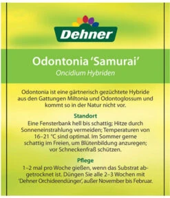 Odontonia-Orchidee - Odontonia Hybriden 'Samurai' 9 Odontonia-Orchidee - Odontonia Hybriden 'Samurai' -Ubbink Verkäufe 8256158 OdontoniaSamuraiEtikett2