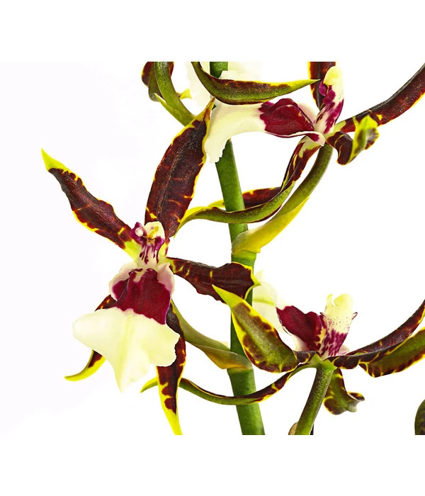 Odontonia-Orchidee - Odontonia Hybriden 'Samurai' 4 Odontonia-Orchidee - Odontonia Hybriden 'Samurai' – Bild 2