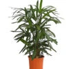 Steckenpalme - Rhapis Excelsa -Ubbink Verkäufe 8261232 PR FS 001 RhapisExcelsaT21DehnerExpressHerzig