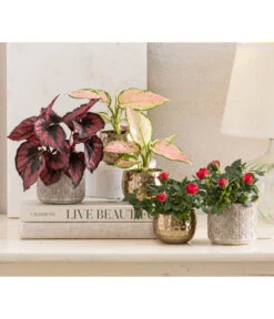 Dehner Metall-Übertopf Kody, Bauchig, Gold -Ubbink Verkäufe 8265357 WE MO 001 RosenMixT6Valentin