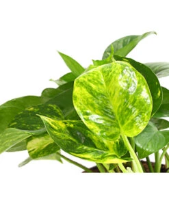 Efeutute - Epipremnum Aureum -Ubbink Verkäufe 8271926 WE DE 001 XXXDehnerExpressHerzig