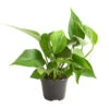 Efeutute - Epipremnum Aureum -Ubbink Verkäufe 8271926 WE FS 001 EfeututeEpipremnumAureumT11DehnerExpressHerzig