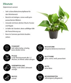 Efeutute - Epipremnum Aureum -Ubbink Verkäufe 8271926 WE IG 001 EfeututeEpipremnumAureumT11DehnerExpressHerzig