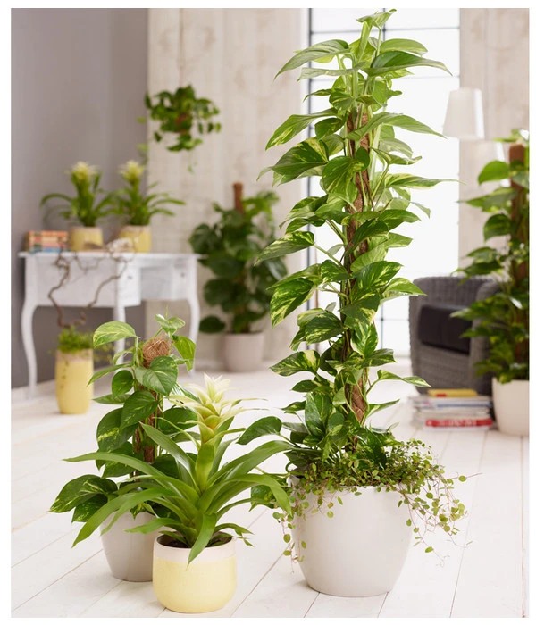 Efeutute - Epipremnum Aureum Am Moosstab 4 Efeutute - Epipremnum Aureum Am Moosstab – Bild 2