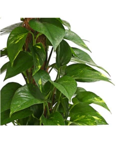 Efeutute - Epipremnum Aureum Am Moosstab 9 Efeutute - Epipremnum Aureum Am Moosstab -Ubbink Verkäufe 8272569 WE DE 001 EphipremnumMoostabT15DehnerExpressHerzig