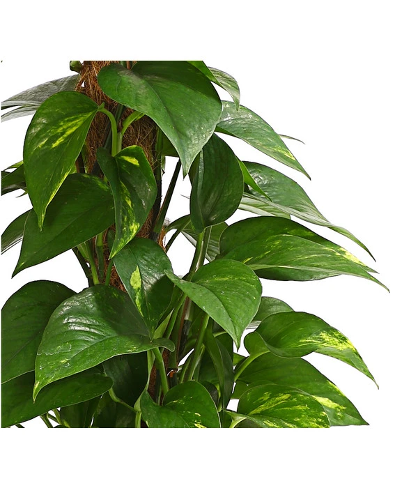 Efeutute - Epipremnum Aureum Am Moosstab 6 Efeutute - Epipremnum Aureum Am Moosstab – Bild 4