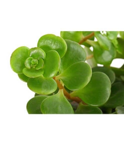 Fetthenne - Sedum Makinoi 'Tornado' -Ubbink Verkäufe 8274813 PR DE 001 SedumTornadoDehnerT10 5ExpressHerzig