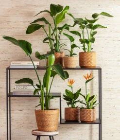 Paradiesvogelblume -Ubbink Verkäufe 8276446 4439014 6895635 WE MO 001 StrelitzienKorbIgmarTopfThies