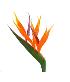 Paradiesvogelblume -Ubbink Verkäufe 8276446 WE DE 001 StrelitziaReginaeParadiesvogelblumeDehnerExpressHerzig