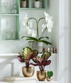 Dehner Metall-Übertopf Kody, Bauchig, Gold -Ubbink Verkäufe 8280505 WE MO 001 PhalaenopsisHerzT12