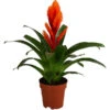 Vriesea - Bromelia Cultivars 'Intenso Orange' -Ubbink Verkäufe 8280885 WE FS 001 VrieseaIntensoOrange