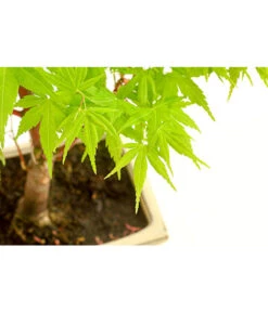 Outdoor-Bonsai Ahorn - Acer Palmatum 5 Outdoor-Bonsai Ahorn - Acer Palmatum -Ubbink Verkäufe 8286288 PR DE 001 AhornAcerPalmatumAtropurpureumOhneUnterschaleT15DehnerExpressHerzig