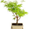 Outdoor-Bonsai Ahorn - Acer Palmatum 2 Outdoor-Bonsai Ahorn - Acer Palmatum -Ubbink Verkäufe 8286288 PR FS 001 AhornAcerPalmatumAtropurpureumOhneUnterschaleT15DehnerExpressHerzig