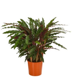 Korbmarante - Calathea 'Elger Grass'