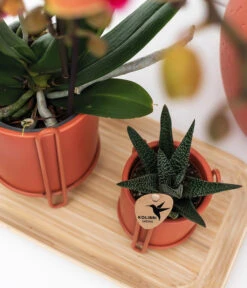 Pflanzen-Arrangement Inner Retreat, 5-teilig 8 Pflanzen-Arrangement Inner Retreat, 5-teilig -Ubbink Verkäufe 8401283 WE MO 003 PflanzensetInnerRetreat