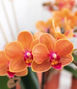 Pflanzen-Arrangement Inner Retreat, 5-teilig 9 Pflanzen-Arrangement Inner Retreat, 5-teilig -Ubbink Verkäufe 8401283 WE MO 004 PflanzensetInnerRetreat