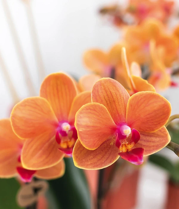 Pflanzen-Arrangement Inner Retreat, 5-teilig 6 Pflanzen-Arrangement Inner Retreat, 5-teilig – Bild 4