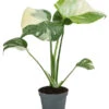 Fensterblatt - Monstera Deliciosa 'Thai Constellation', Panaschiert -Ubbink Verkäufe 8402034 WE FS 001 MonsteraThaiConstellationT6