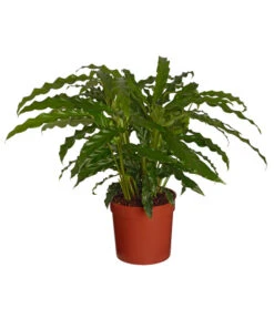 Korbmarante - Calathea 'Bluegrass'