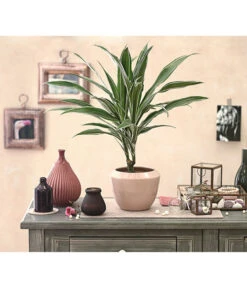 Drachenbaum - Dracaena Deremensis, Verschiedene Sorten 17 Drachenbaum - Dracaena Deremensis, Verschiedene Sorten -Ubbink Verkäufe 8408809 PR MO 001 DracaenaDeremensisDehnerExpressHerzig