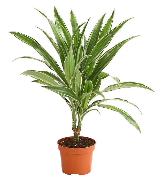 Drachenbaum - Dracaena Deremensis, Verschiedene Sorten 4 Drachenbaum - Dracaena Deremensis, Verschiedene Sorten – Bild 2
