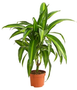 Drachenbaum - Dracaena Deremensis, Verschiedene Sorten 13 Drachenbaum - Dracaena Deremensis, Verschiedene Sorten -Ubbink Verkäufe 8408809 WE FS 003 DrachenbaumDracaenaDeremesisMixT12DehnerExpressHerzig