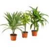 Drachenbaum - Dracaena Deremensis, Verschiedene Sorten 2 Drachenbaum - Dracaena Deremensis, Verschiedene Sorten -Ubbink Verkäufe 8408809 WE FS 005 NEUDrachenbaumDracaenaDeremesisMixT12DehnerExpressHerzig