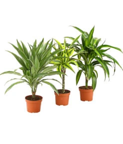 Drachenbaum - Dracaena Deremensis, Verschiedene Sorten