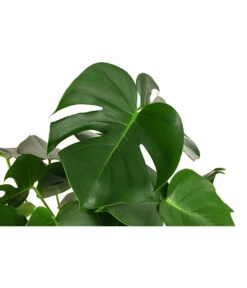 Fensterblatt - Monstera Deliciosa, Hydrokultur -Ubbink Verkäufe 8416802 WE DE 001 MonsteraDeliciosa2erHydroT18 19FensterblattDehnerExpressHerzig